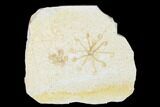 Floating Crinoid (Saccocoma) Fossils - Solnhofen Limestone #176827-1